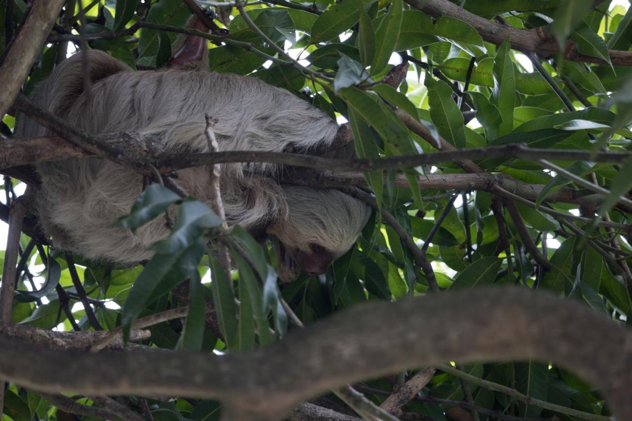 Villas de la Selva Manuel Antonio Eksteriør bilde