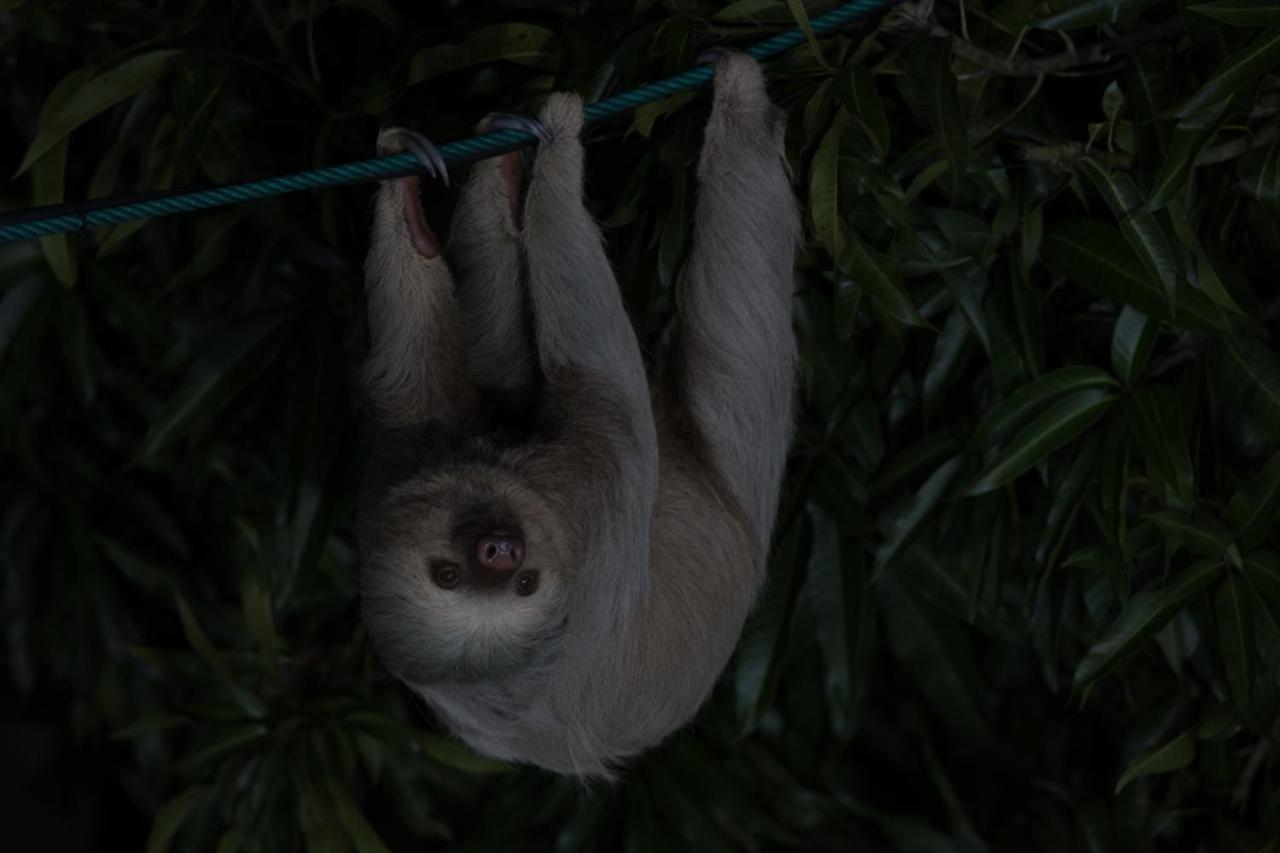 Villas de la Selva Manuel Antonio Eksteriør bilde